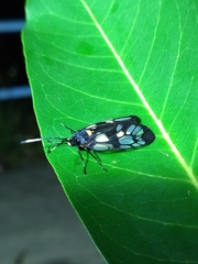 Trypanophora semihyalina