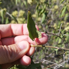 Heliocarpus