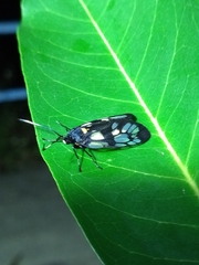 Trypanophora semihyalina