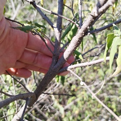 Heliocarpus