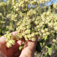 Heliocarpus