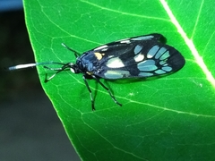 Trypanophora semihyalina