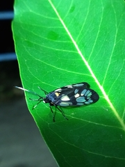 Trypanophora semihyalina