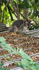 Trichosurus vulpecula arnhemensis