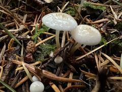 Marasmius calhouniae