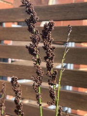 Elegia tectorum