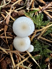 Marasmius calhouniae