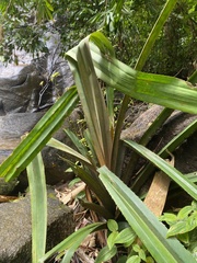 Pandanus tectorius