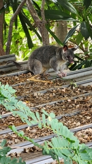 Trichosurus vulpecula arnhemensis