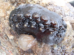 Cryptoconchus porosus