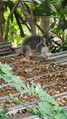 Trichosurus vulpecula arnhemensis