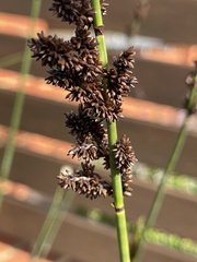 Elegia tectorum