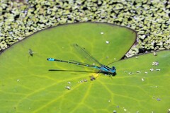 Austroagrion watsoni