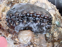 Cryptoconchus porosus