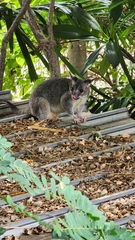 Trichosurus vulpecula arnhemensis