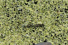 Austrocnemis splendida