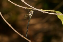 Eusynthemis nigra
