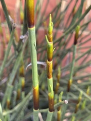 Elegia tectorum