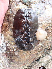 Cryptoconchus porosus