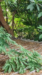 Trichosurus vulpecula arnhemensis