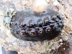 Cryptoconchus porosus