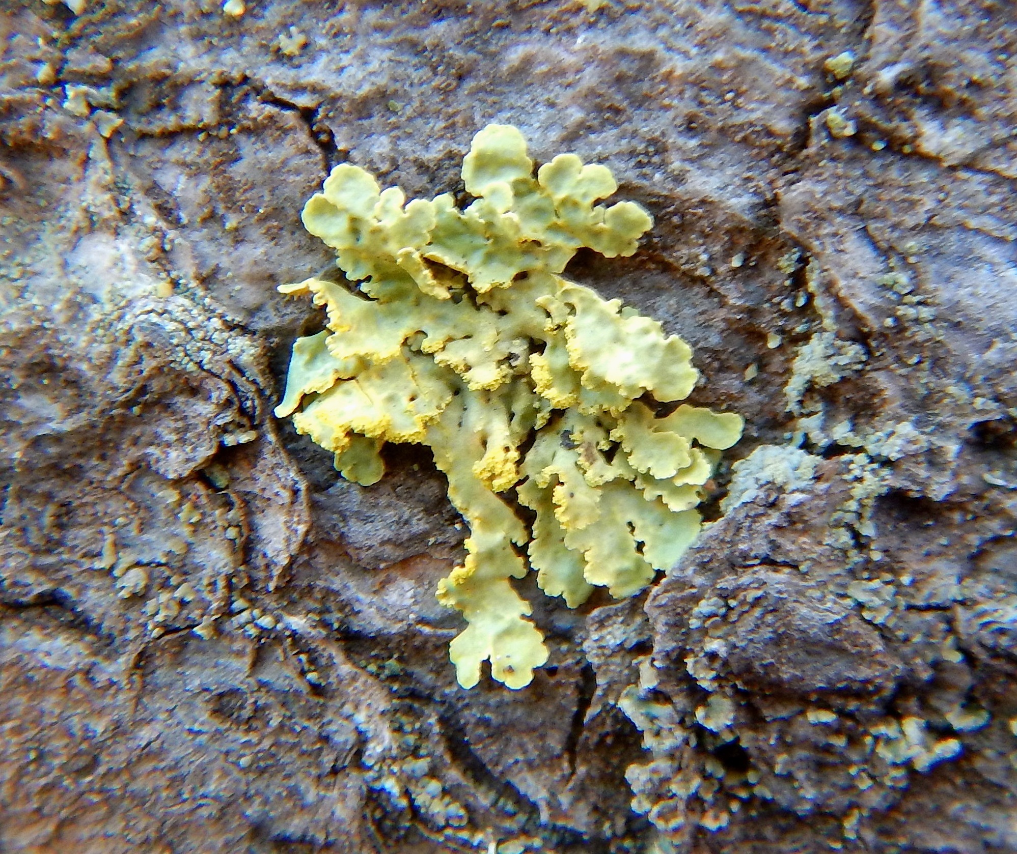 Vulpicida pinastri image