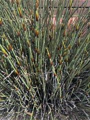 Elegia tectorum