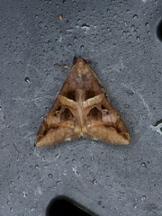 Melipotis perpendicularis