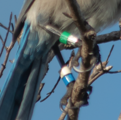 Aphelocoma coerulescens