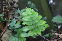 Tectaria phaeocaulis