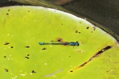 Austroagrion watsoni