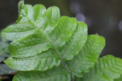 Tectaria phaeocaulis