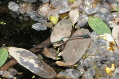 Austroagrion watsoni