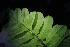 Tectaria phaeocaulis