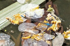 Pseudagrion cingillum