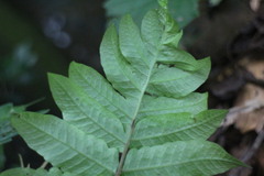 Tectaria phaeocaulis