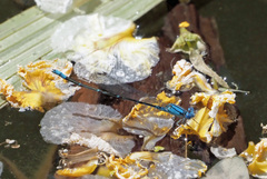 Pseudagrion cingillum