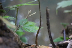 Tectaria phaeocaulis