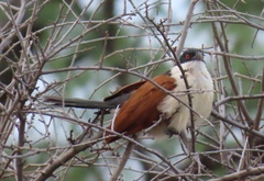 Centropus senegalensis