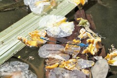 Pseudagrion cingillum