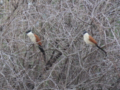 Centropus senegalensis