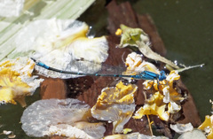 Pseudagrion cingillum