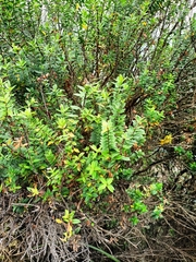 Veronica elliptica