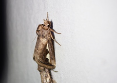 Didugua argentilinea