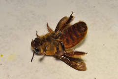 Xenoglossa fulva