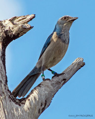 Aphelocoma coerulescens