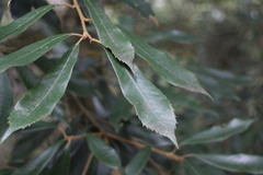 Quercus gilva