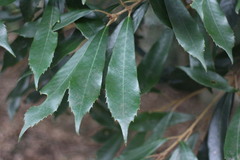 Quercus gilva