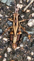 Traulia ornata
