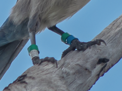 Aphelocoma coerulescens